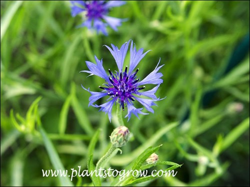 The flower of Emperor William is smaller than but looks alot like the perennial Bachelors Buttons.